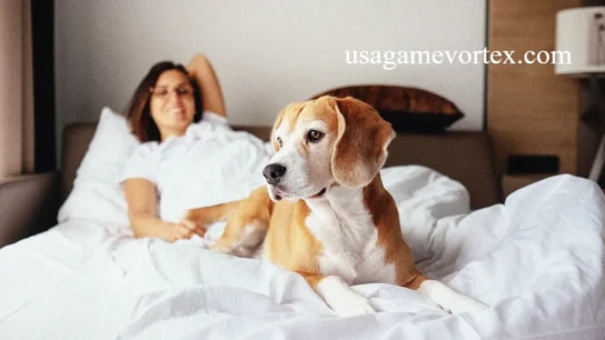Dog Friendly Hotels Near Me