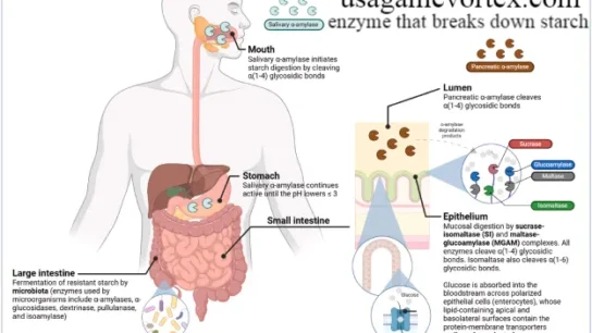 enzyme that breaks down starch